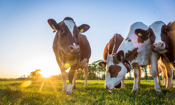 Jak zacząć hodowlę bydła mlecznego w Polsce?