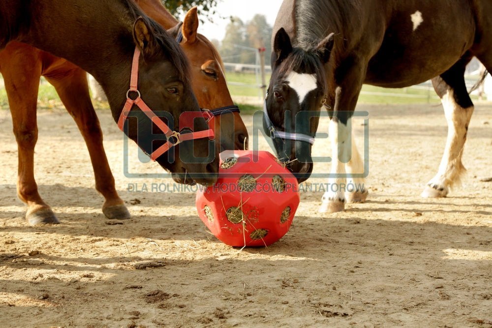 Piłka do zabawy dla koni HeuBoy, 40 cm niebieska