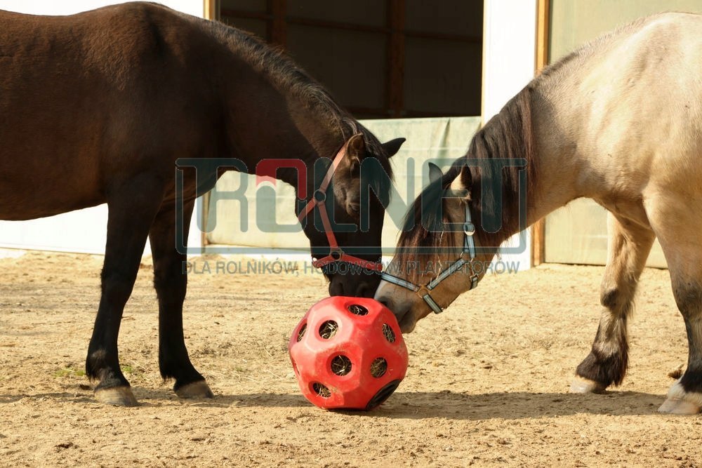 Piłka do zabawy dla koni różowy