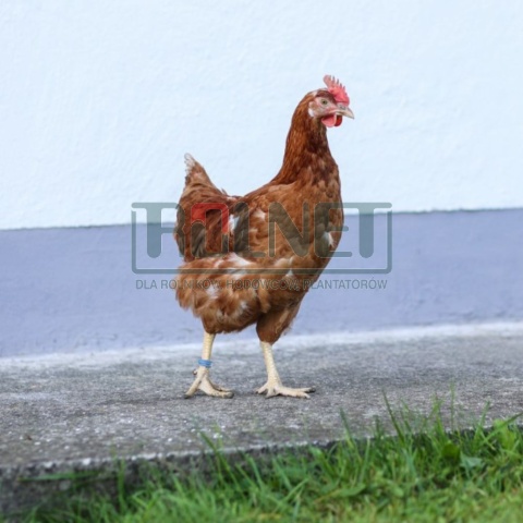 Obrączki dla drobiu, 20mm 100 szt. niebieskie