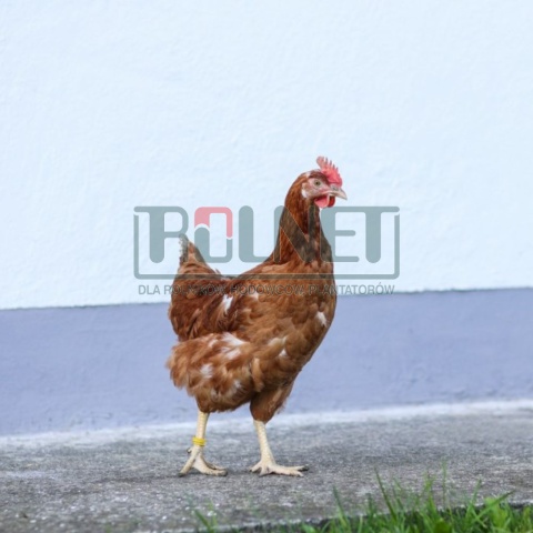 Obrączki dla drobiu, 20mm 100 szt. żółte