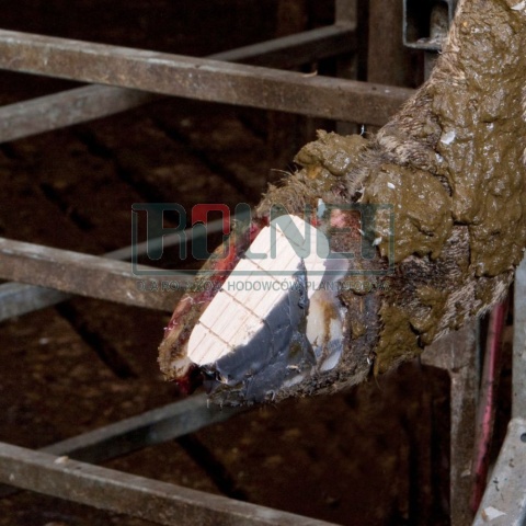 Zestaw do leczenia racic Technobase 8000, 14 zastowań