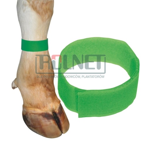 Opaska do znakowania bydła na rzep, ZIELONA36 cm