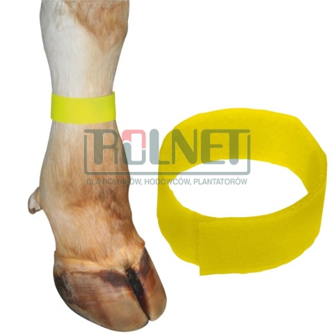 Opaska do znakowania bydła na rzep, ŻÓŁTA 36 cm