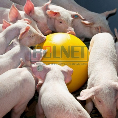 Piłka antystresowa dla trzody chlewnej, 30 cm