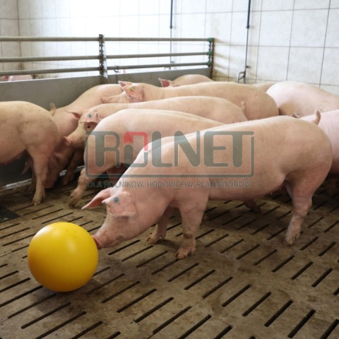 Piłka antystresowa dla trzody chlewnej 30 cm – zabawka dla świń do kojca i na wybieg