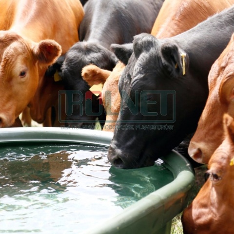 Koryto pastwiskowe z tworzywa sztucznego 1000l