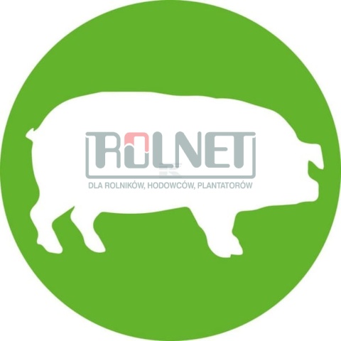 Igły dla trzody jednorazowe