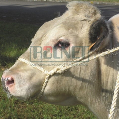 Linka transportowa dla bydła, mała pętla, 320 cm x 12 mm, naturalny, Kerbl