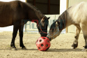 Piłka na siano dla konia czerwona 40 cm
