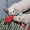 Gryzak z łańcuchem dla świń, 75 cm