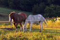 Przysmaki przysmak dla koni wanilia-czereśnia 1 kg