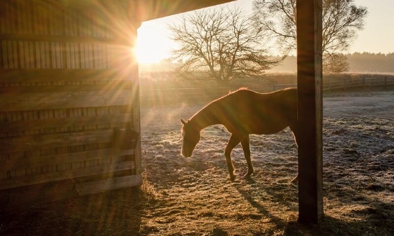 Jakie karmidło wybrać do boksu, a jakie na pastwisko?