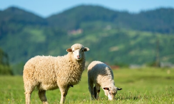 Dieta owiec a problemy trawienne – co warto wiedzieć?