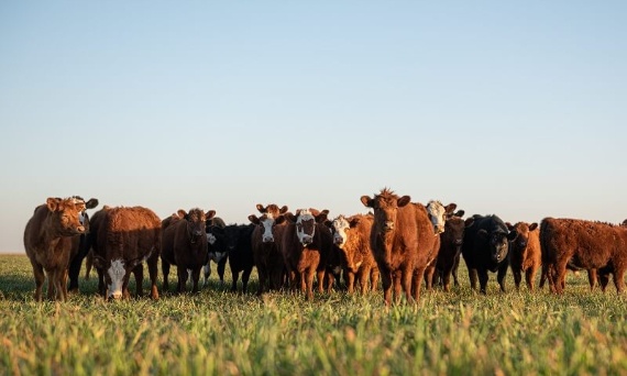 Materiały na wygrodzenia dla bydła – co wybrać?