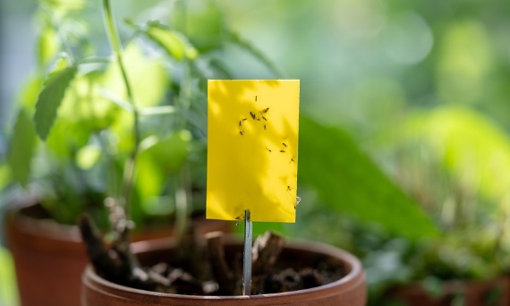 Jak skutecznie używać lepów na muchy w oborze i chlewni?