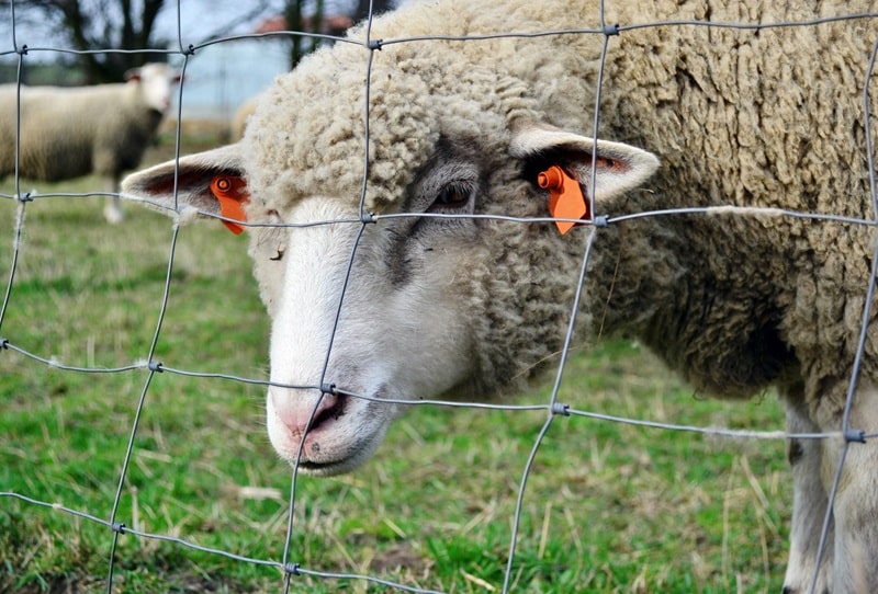 Jak dobrać moc elektryzatora do długości ogrodzenia i rodzaju zwierząt?