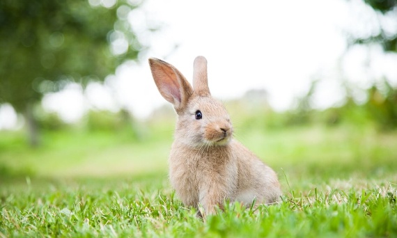 Prawidłowe żywienie królików