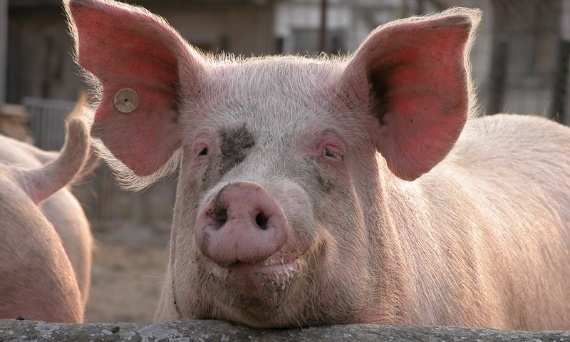 Rola zakwaszaczy w profilaktyce biegunek u tuczników