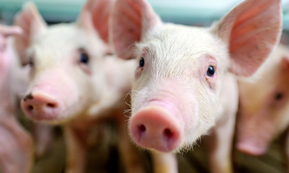 Zapobieganie dyzenterii świń w gospodarstwach: Najlepsze praktyki higieniczne