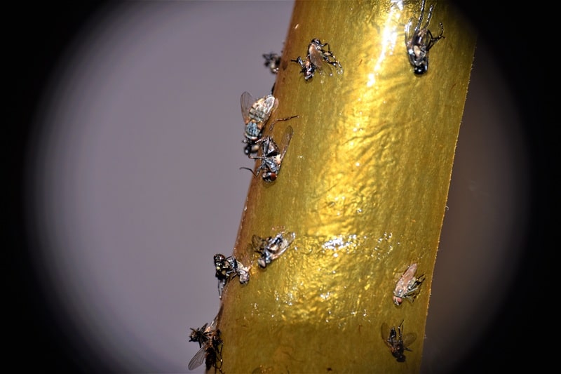 Jak wybrać skuteczny preparat na muchy do obory?