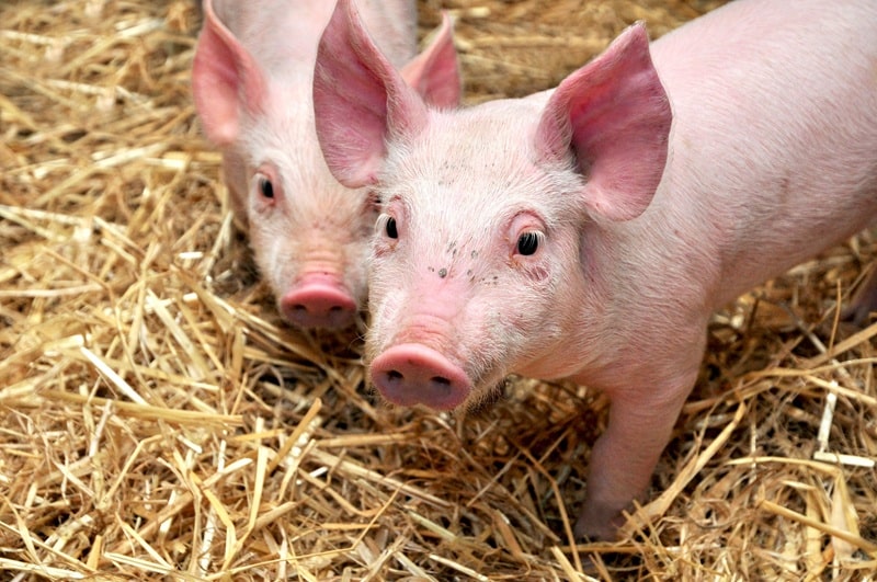 Mykoplazmowe zapalenie płuc u świń – jak skutecznie zwalczać?