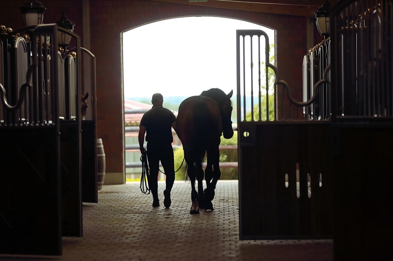 Zastosowanie bandaży kohezyjnych w stajni – pierwsza pomoc przy urazach.