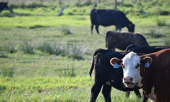 Kolczykowanie bydła - najważniejsze informacje