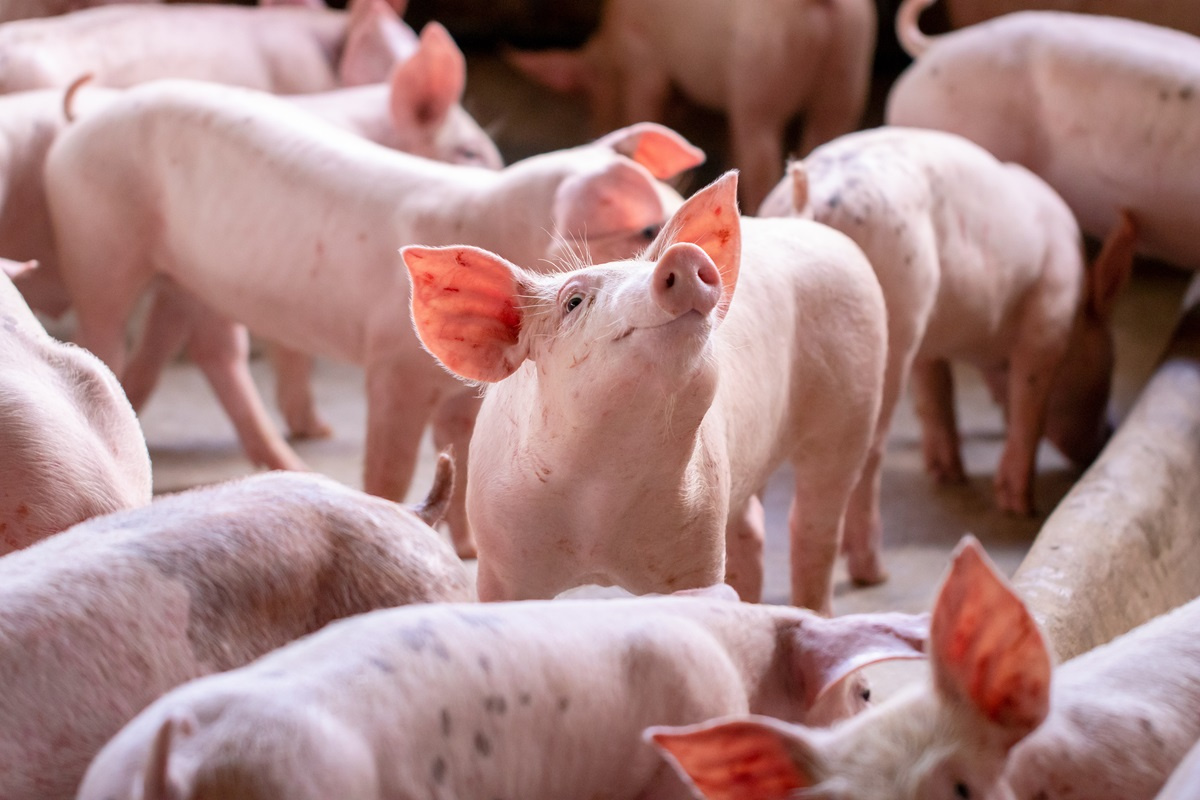 Akcesoria do hodowli trzody chlewnej: co jest potrzebne do utrzymania zdrowia zwierząt?