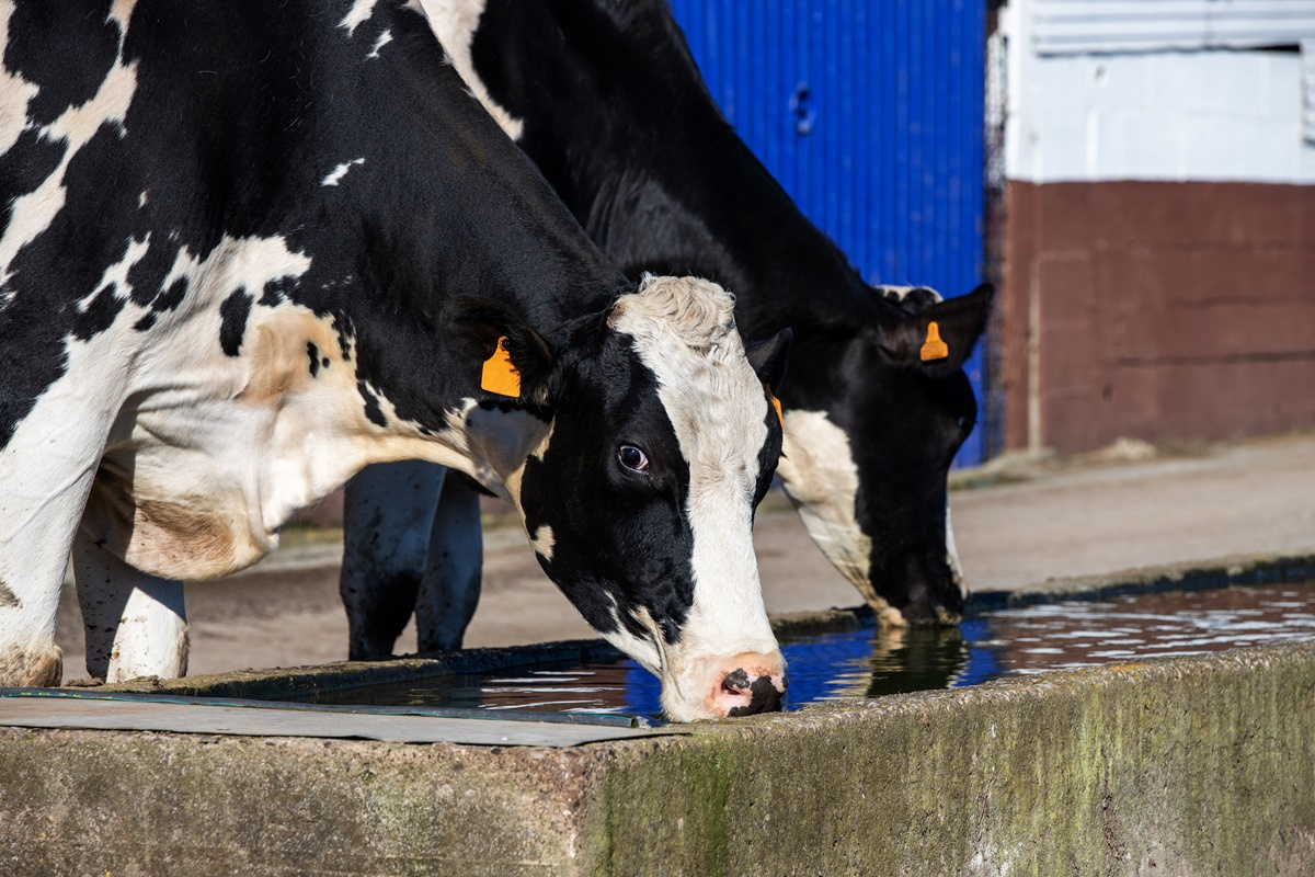 Ile wody pije krowa i jaka powinna być jej jakość?