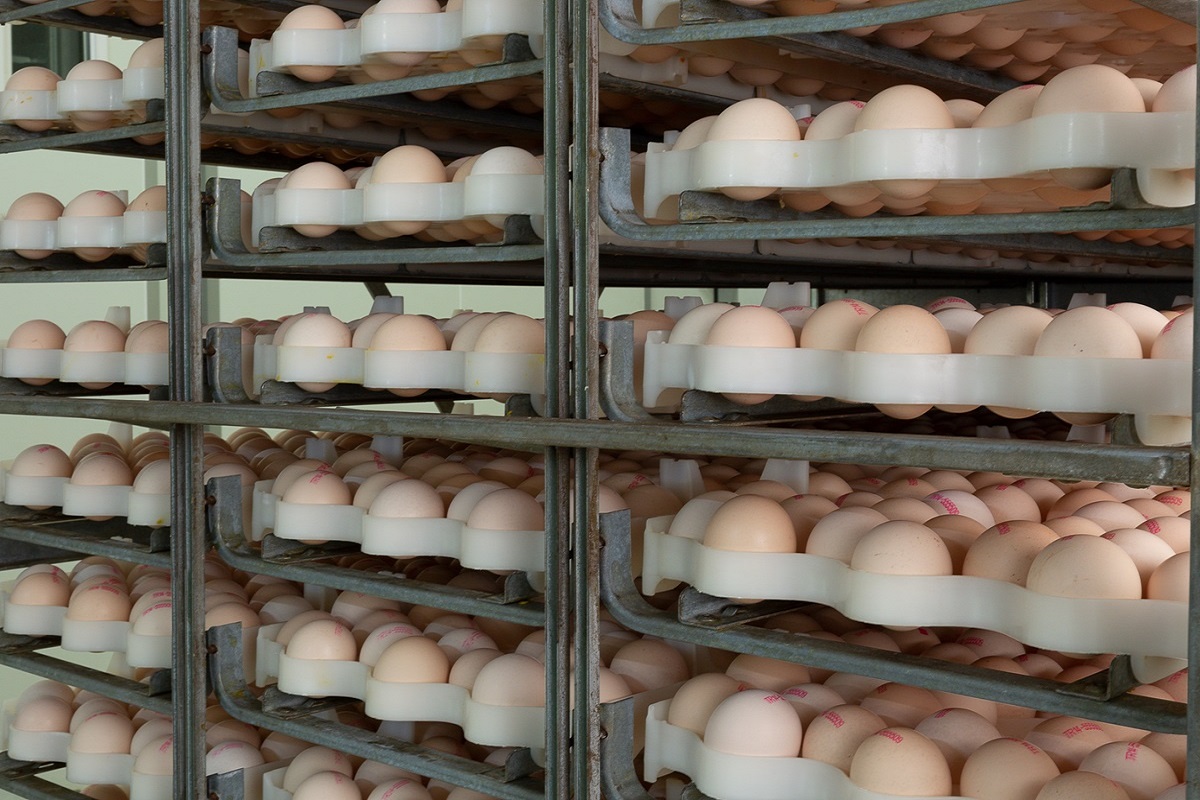 Inkubacja jaj kurzych - poradnik krok po kroku
