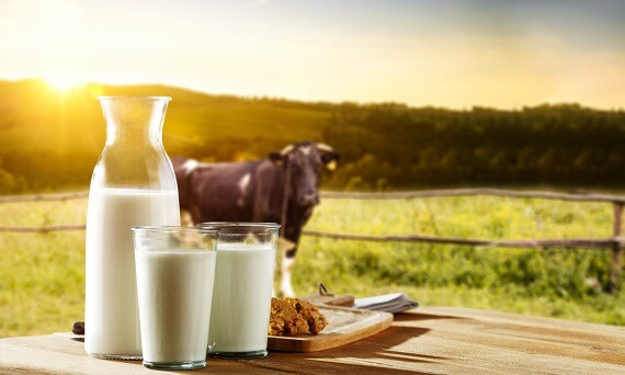 Jak mykotoksyny wpływają na zdrowie i produkcję mleka u krów?