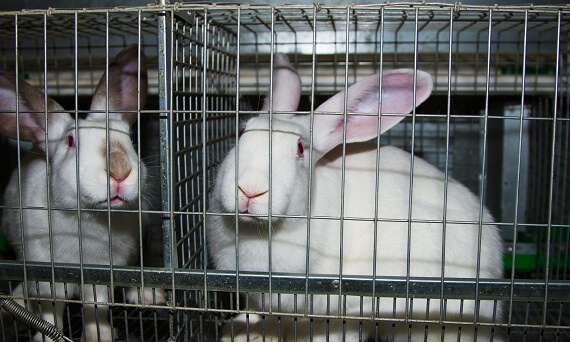 Jak skutecznie dezynfekować klatki królików? Praktyczne porady dla hodowców