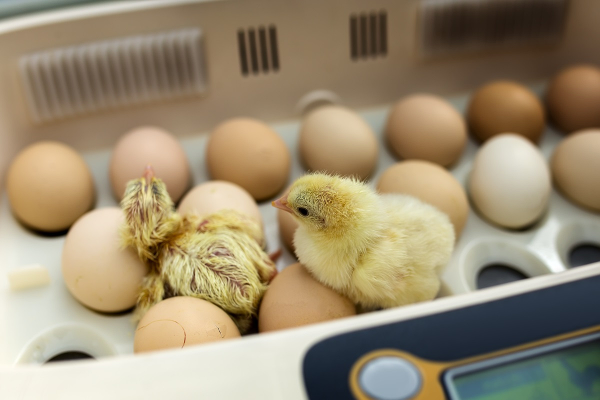 Jak wybrać najlepszy inkubator do jaj?
