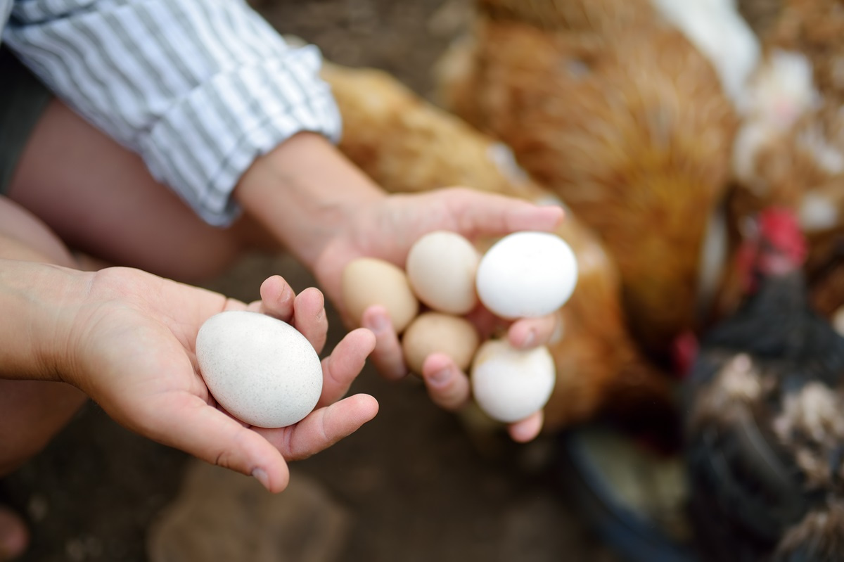 Jakie jaja nadają się do inkubacji?