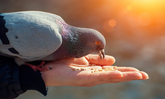 Karmienie gołębi - na co zwrócić uwagę