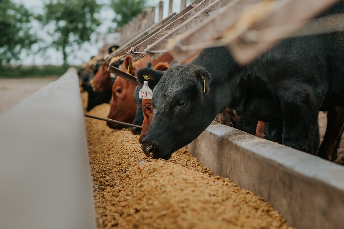 Korzyści stosowania dodatków paszowych w żywieniu bydła mlecznego