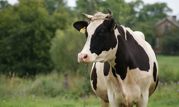 Dieta krów i jej wpływ na produkcję mleka