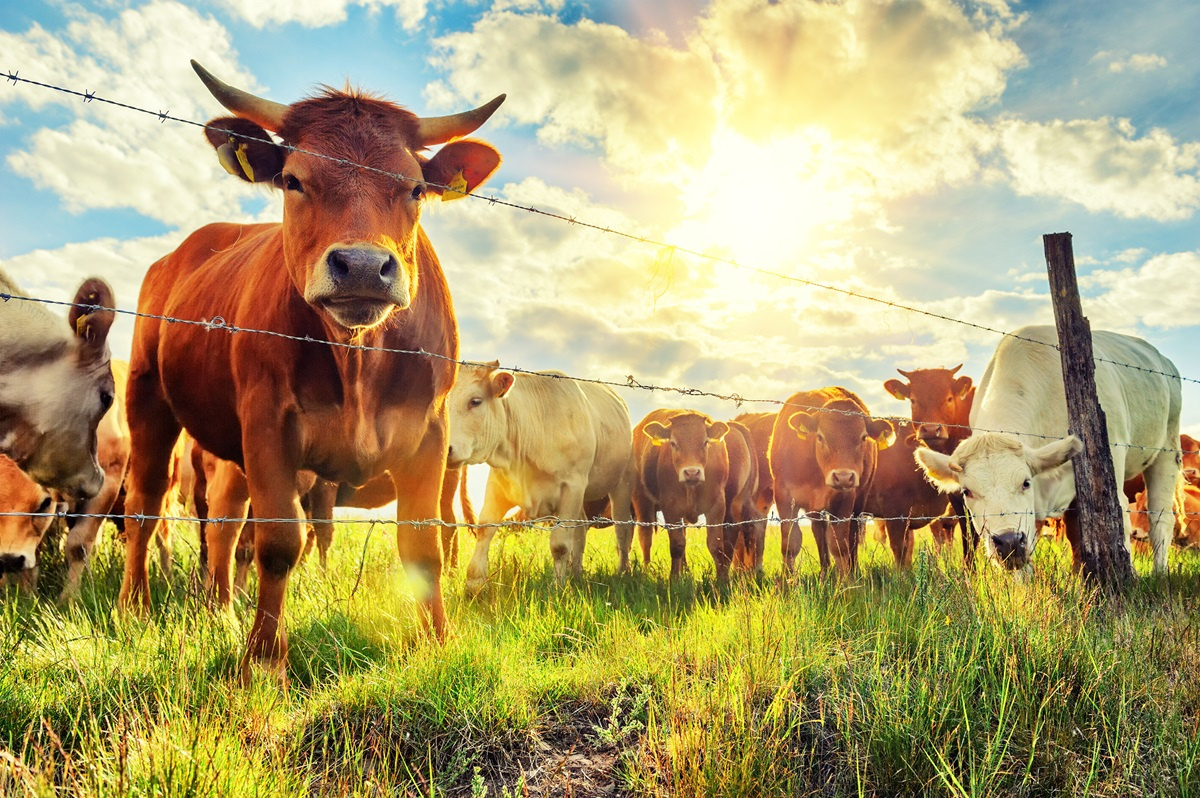 Pojenie bydła latem - najważaniejsze informacje