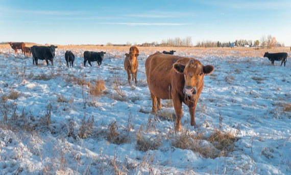 Pojenie bydła zimą – wyzwania i rozwiązania