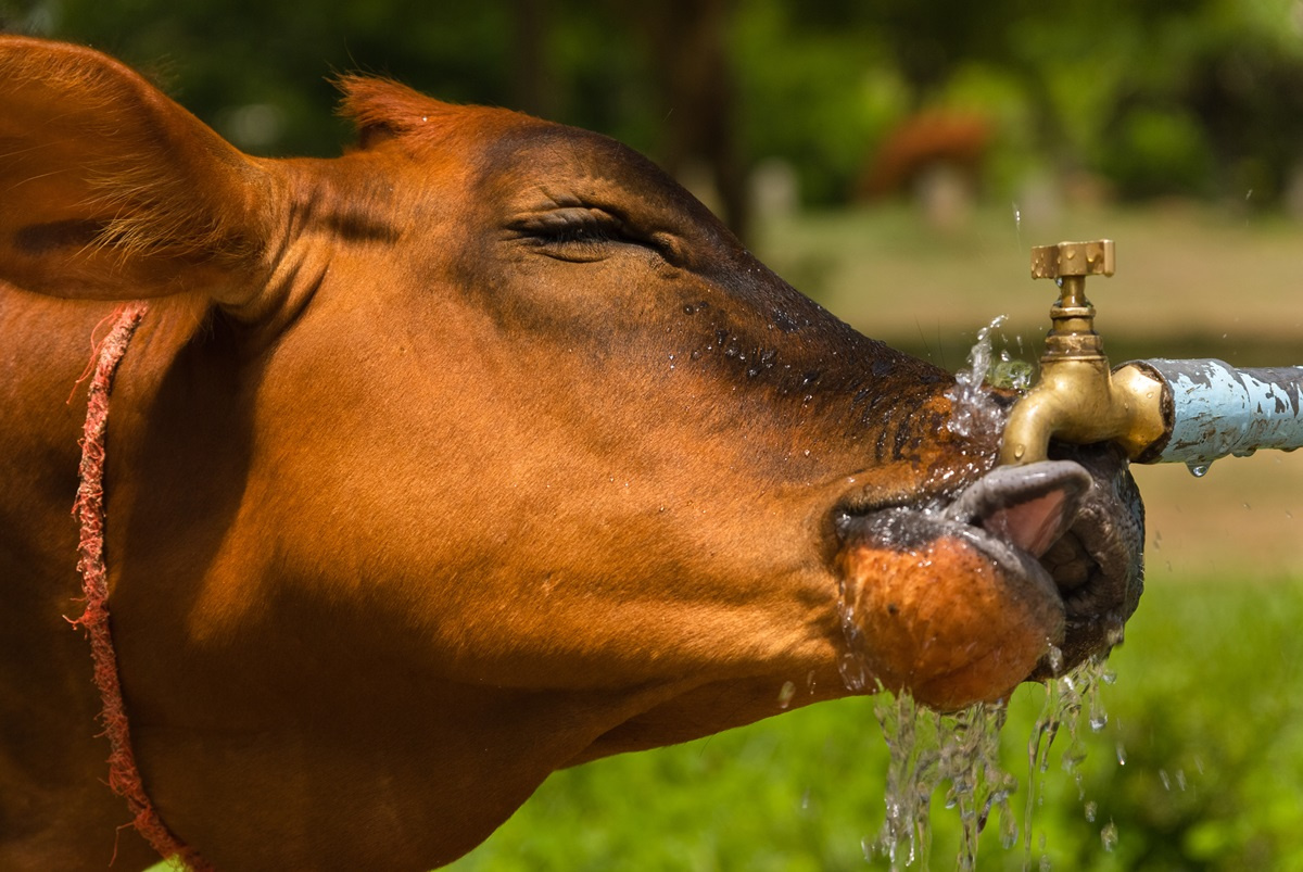 Rola wody w chowie bydła