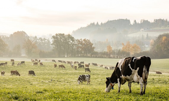 Wpływ czochradeł na produkcję mleka - czy rzeczywiście zwiększają wydajność?