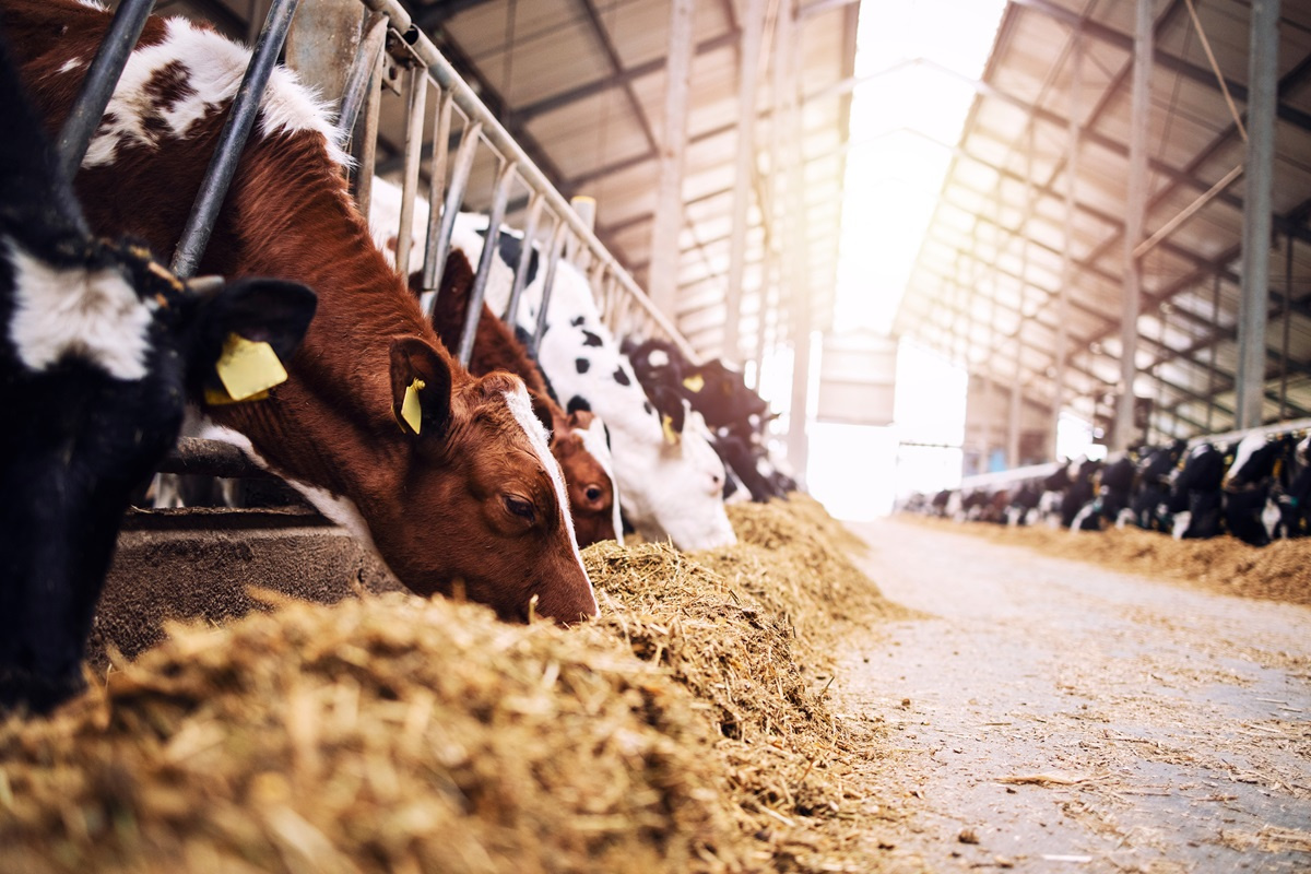 Wpływ dodatków paszowych na redukcję emisji amoniaku w hodowli bydła
