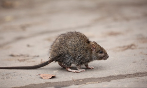 Zwalczanie szczurów i myszy w gospodarstwach rolnych