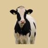 Znakowanie i identyfikacja bydła